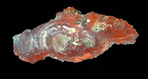 Red Colored Agate Quartz replaced Petrified Wood