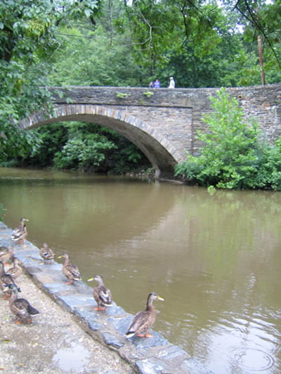 ducks in fairmount park