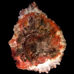 Petrified Wood from Tom Wolfe Minerals
