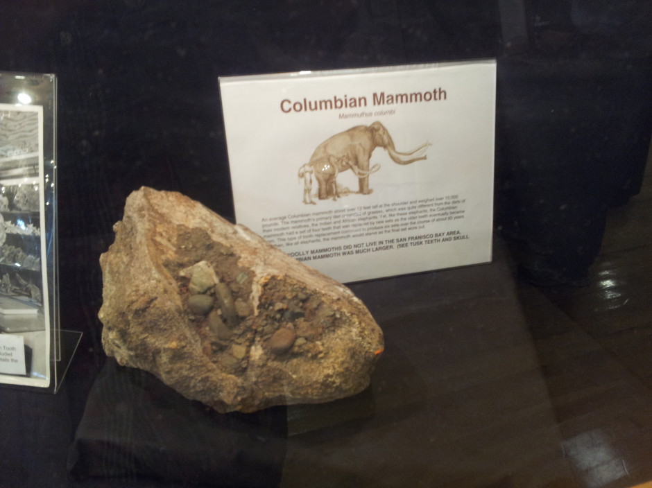 Specimen of Columbian Mammoth from San Francisco