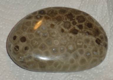Photo of a polished Petoskey Stone, Hexagonaria percarinata