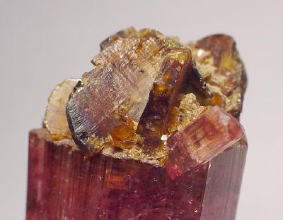 Stibiotantalite crystals on Rubellite Tourmaline (2.6 cm across), Himalaya Mine (specimen and photo © irocks.com)