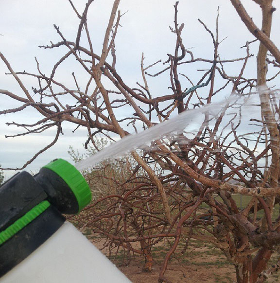 Boron, from crushed Borax crystals, and Zinc, are applied to the buds on the female pistachio tree just as they start to bud.