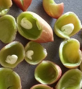 This is a developing pistachio, before it grows the thick brown shell you are familiar with.  The Boron helps to keep the nut wall from being too thick, which results in more split nuts during harvest.