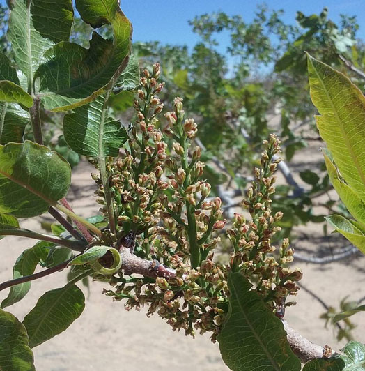 These tiny pollinated buds are now hanging on tight, so they can develop into full fledged pistachio seeds.