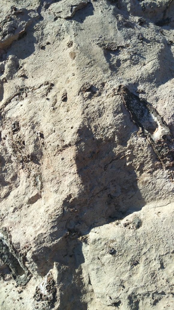 Hollow casts of Cattail fossils found in Afton Canyon