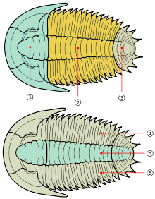 Trilobite Anatomy