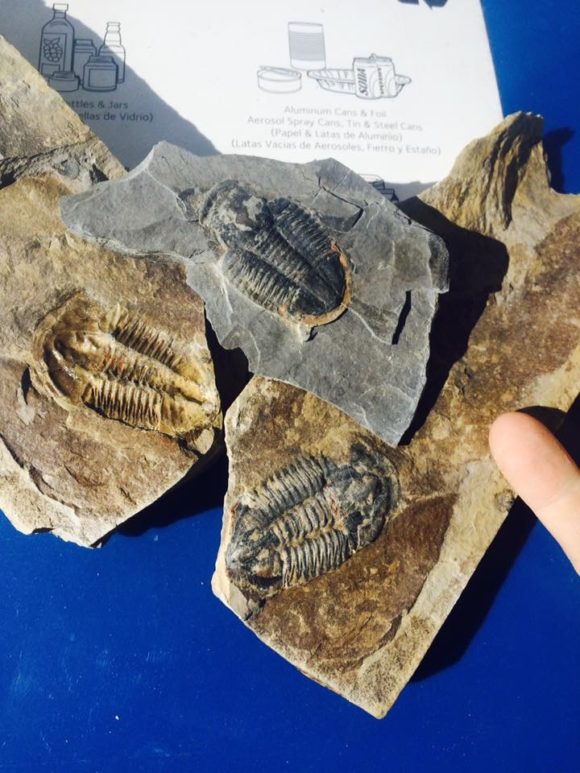 Trilobites in the typical shale matrix they are found in
