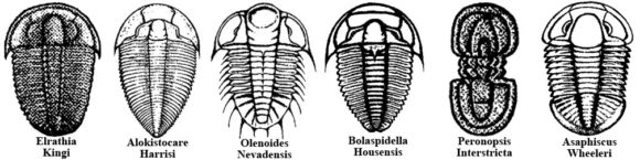 Some examples of trilobites found in the wheeler shale