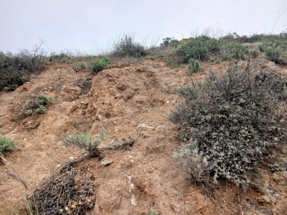 The photo shows the white colored veins of Dolomite that form vertically in the walls of the north area of Livingston Park
